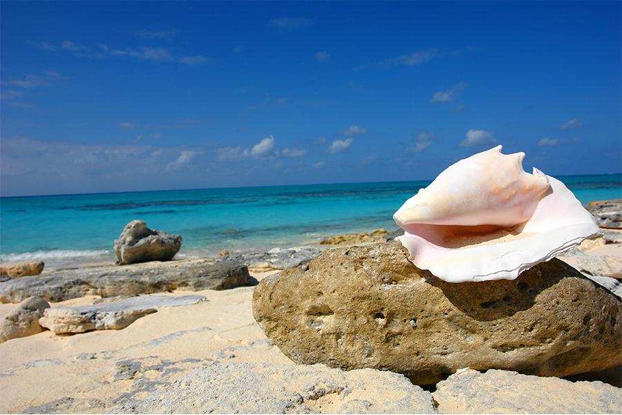 Sea shells by the seashore